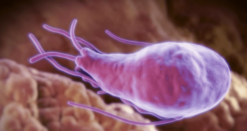 Alveococcus e Echinococcus