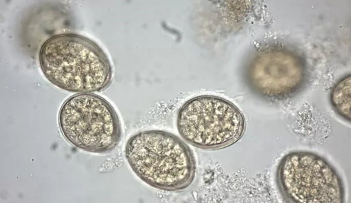 Parasitos baixo o microscopio